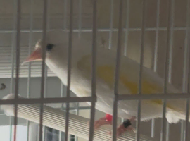 White British goldfinch cock 2025