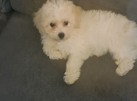 Female bichon frise