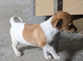 Jack Russell cross