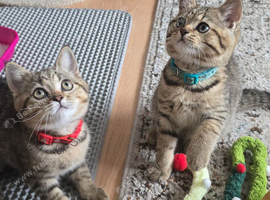 Kittens ready for their new home ️