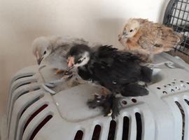 Silkie hybrid & Polish Hybrid chicks