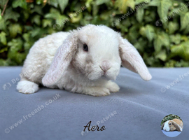 Pure bred Mini Plush lops