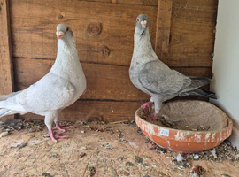Pigeons