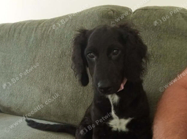 Cockapoo F2 ,three months old