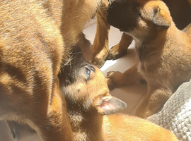 Belgian malinois x german shepherd