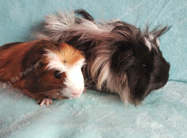Wow just look at them, pair of boy guinea pigs babys