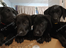 Red fox Labrador xGerman shepherd X akita