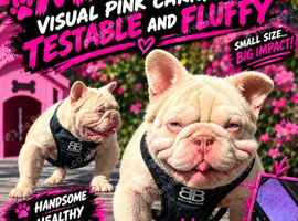 Mr pink