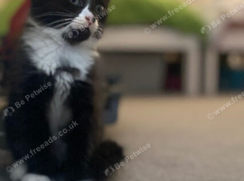 10 week old kittens