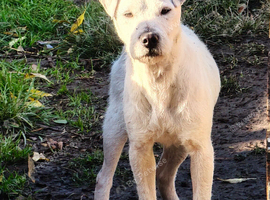 2x male parson jack russell