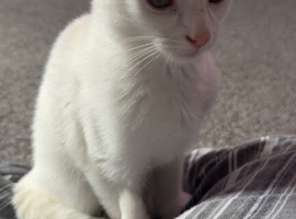 white kitten