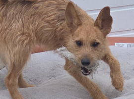 10 month old Jack russel cross