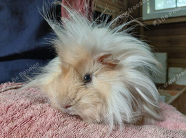 Gorgeous soft fluffy boys looking for new homes