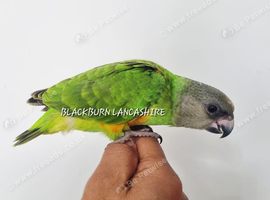 Stunning baby Senegal ready soon