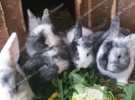Lionhead x Lops 2 bucks 1 Doe