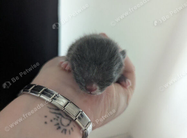 Grey kitten boy