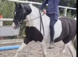 pony with great potential