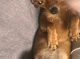Dachshund puppy