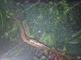 Young Chinese water dragon.
