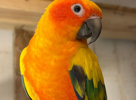Stunning sun conure parrot for sale