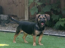Beautiful Dachsweiler for sale