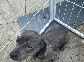 Male sausage pup 13weeks