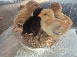 1 week old mixed breed chicks