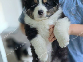 Australian Shepherd Puppies