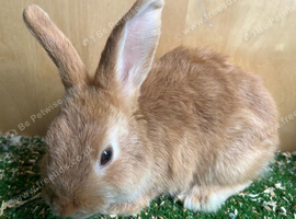 Tamed rabbit