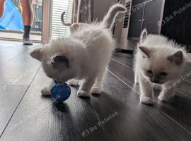 Beautiful Ragdoll Kittens