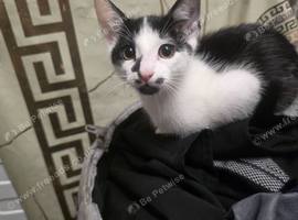 Kittens looking for forever home