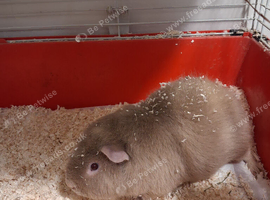 Adult boy guinea pig