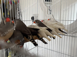 Pair Zebra finches