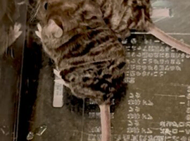 Male curly mice