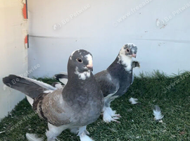 Kurdish pigeons