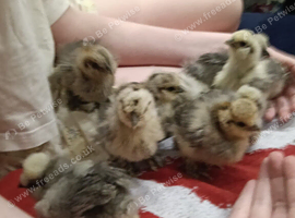 Silkie chicks