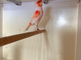 Canaries for sale