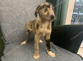 Ready now - Blue Merle Collie X Lurcher puppies
