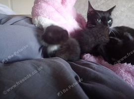 Kitten aged 9 weeks