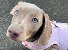Mini dachshund  liliac blue