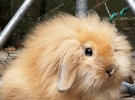 X4 Lionhead cross mini angora forever homes needed