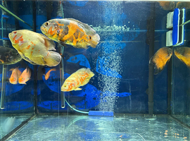 5 Oscar fishes 6inch for rehome or swaps