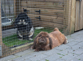 Giant French lop rabbits