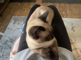 Selling cat