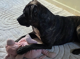 Beautiful Cane corso cross