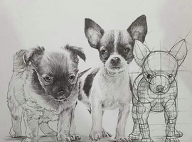 Wanted chi puppy