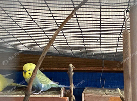 4 budgies for sale