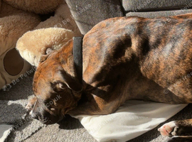 Loving home wanted