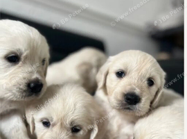 KC Pure white golden retriever puppies
