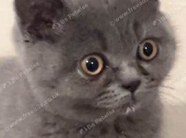 14 week old female BRITISH SHORT HAIR